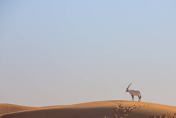 oxix árabe em um deserto perto de dubai - arabian oryx - fotografias e filmes do acervo