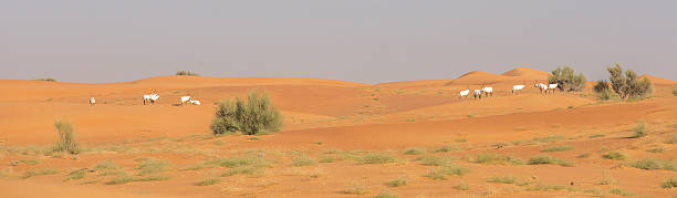 istock Arabian oryx in a desert near Dubai 628153740
