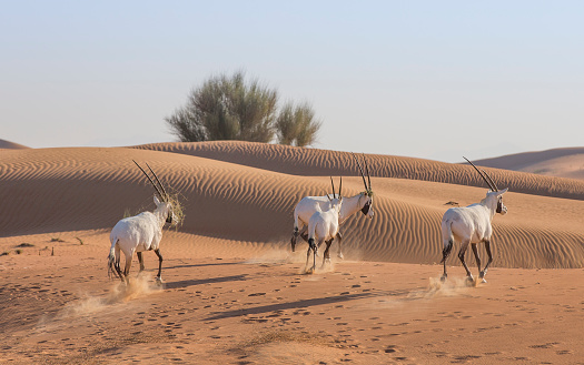 Arabian Oryx (oryx leucoryx) in a desert near Dubai