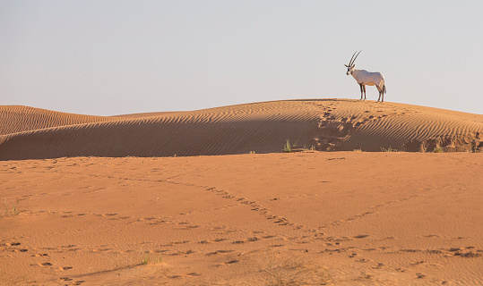 Arabian Oryx (oryx leucoryx) in a desert near Dubai