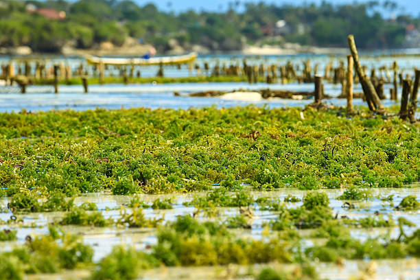 Green seaweed on a seaweed farm in Bali, Indonesia