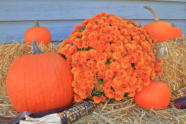 istock Thanksgiving Fall Harvest Pumpkin Maize Flower hay 628154360