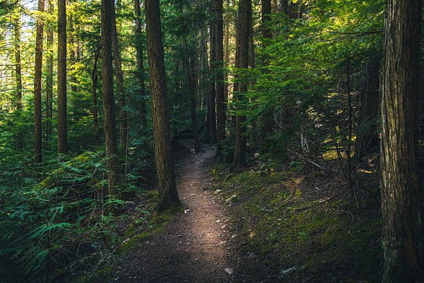 istock Hiking trail in the forest. 628155650