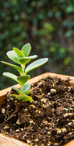 single green plant in planter. stock photo