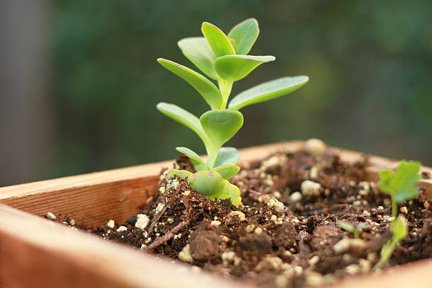 single green plant in planter. stock photo