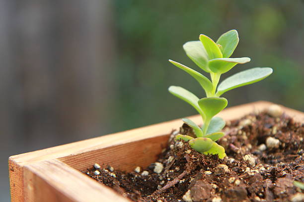 single green plant in planter. stock photo
