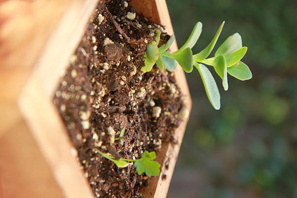 single green plant in planter. stock photo