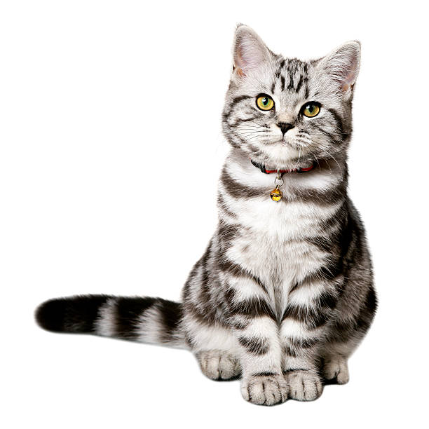 molto bel gattino britannico gatto dal pelo corto solo su bianco - kitten domestic cat isolated tabby foto e immagini stock