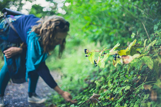 femme collectant des baies dans la forêt - chercher de la nourriture photos et images de collection