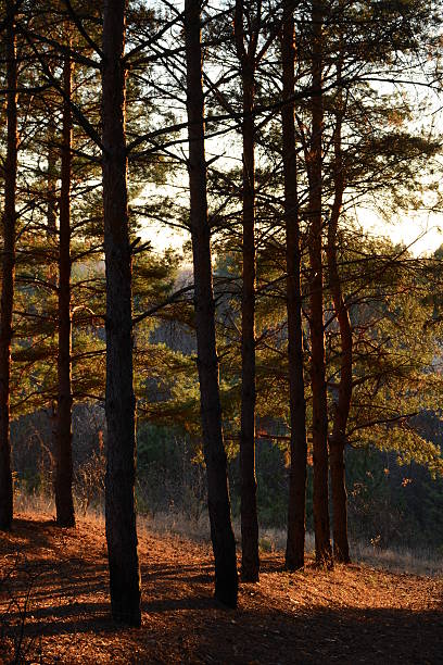 istock Beautiful evening sun in the pine forest 628162782