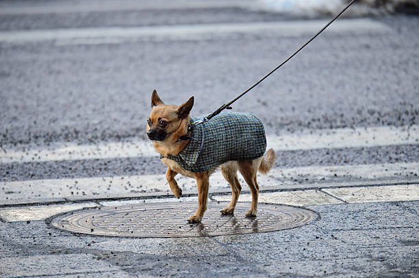 istock Walking the dog in winter city 628163694