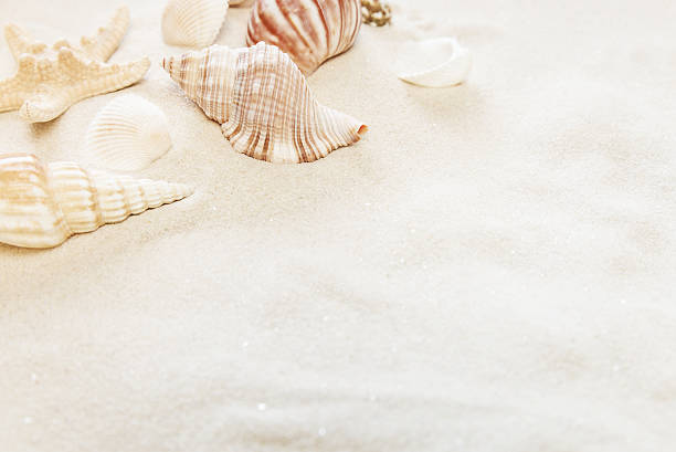 istock Clams on the sea sand 628164614