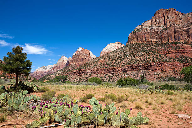 parque nacional zion en utah  - prickley pear cactus fotografías e imágenes de stock