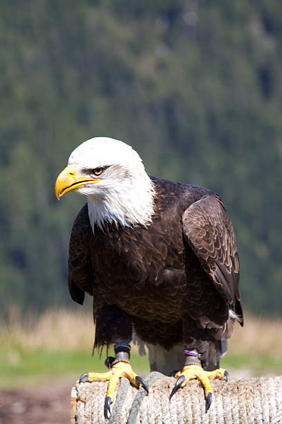 istock Bald Eagle sitting. Shot at the Grouse Mountain, Vancouver, Canada 628165006