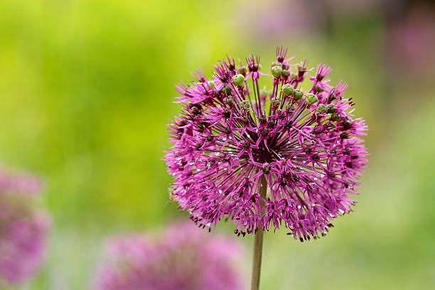 istock Zierkugellauch 628165276