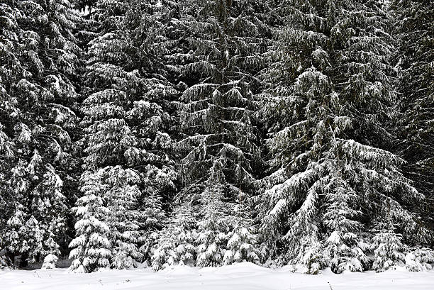 istock Winter trees covered with fresh snow in mountains 628167122