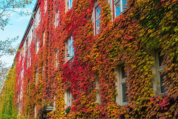 istock Ivy covering building wall in fall. 628167172