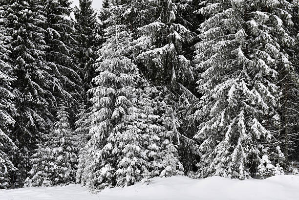 istock Winter trees in mountains covered with fresh snow 628167198