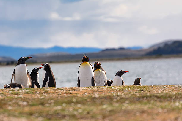 istock King and Papua penguin colony seaside 628169764