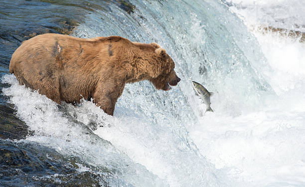 istock Alaskan brown bear attempting to catch salmon 628193704