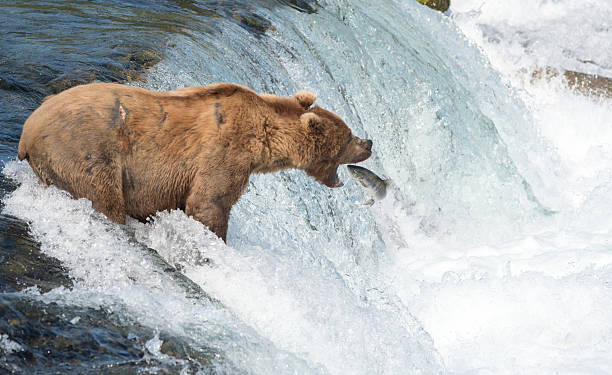 istock Alaskan brown bear attempting to catch salmon 628193716