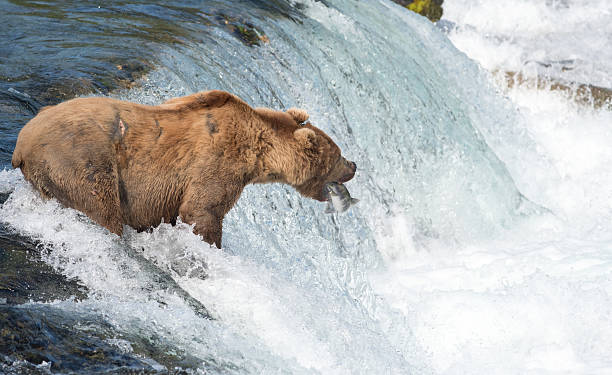 istock Alaskan brown bear attempting to catch salmon 628193736