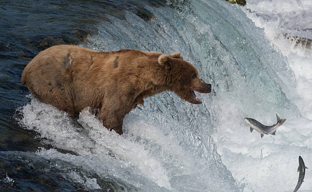istock Alaskan brown bear attempting to catch salmon 628193810