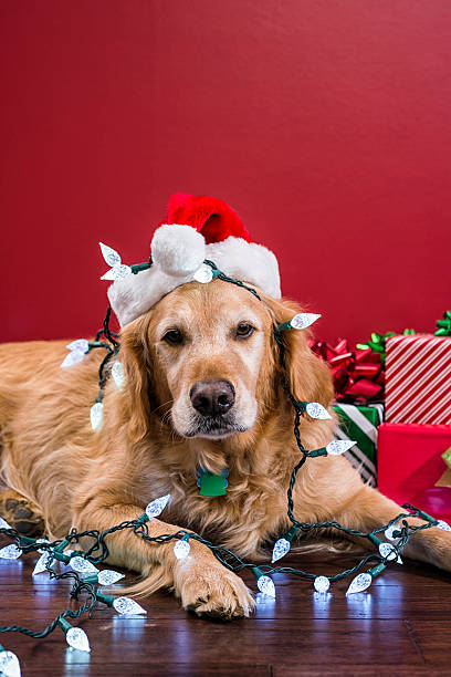 istock Dog wearing Santa hat tangled in Christmas lights 628193972
