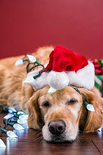 istock Dog wearing Santa hat tangled in Christmas lights 628194008