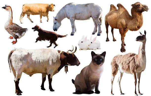 Photo of collection farm animals