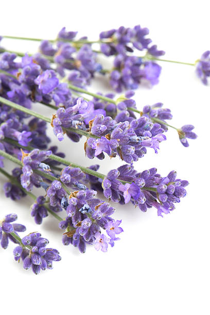 istock bunch of lavender isolated on white 628194372