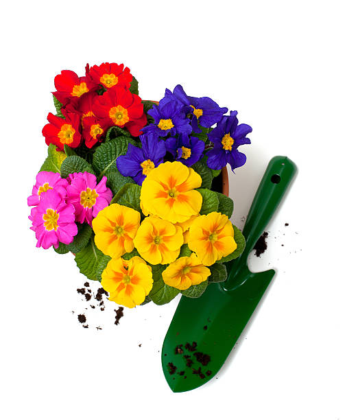 primula flowers in pot - primrose imagens e fotografias de stock