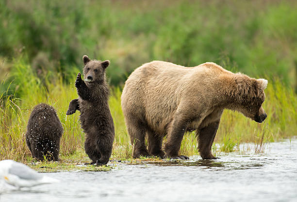 istock Alaskan brown bear sow and cub 628194998