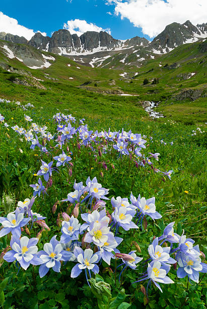 istock Columbine in the Rockies 628195416