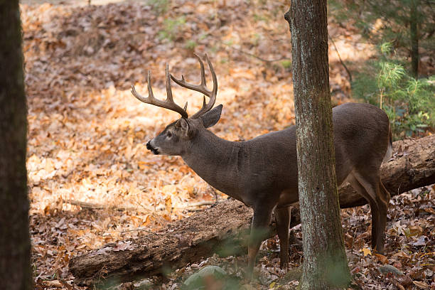 istock Large white-tailed deer buck in woods 628196908