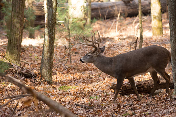 istock Large white-tailed deer buck in woods 628196950