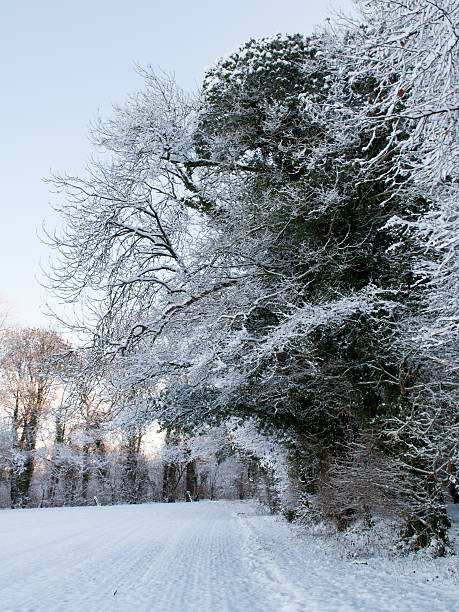 Snow-covered woodland trees Winter snow dusts trees in a traditional English woodland copse in the Blackmore Vale district of Dorset. blackmore vale stock pictures, royalty-free photos & images