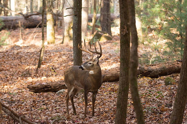 istock Large white-tailed deer buck in woods 628197072