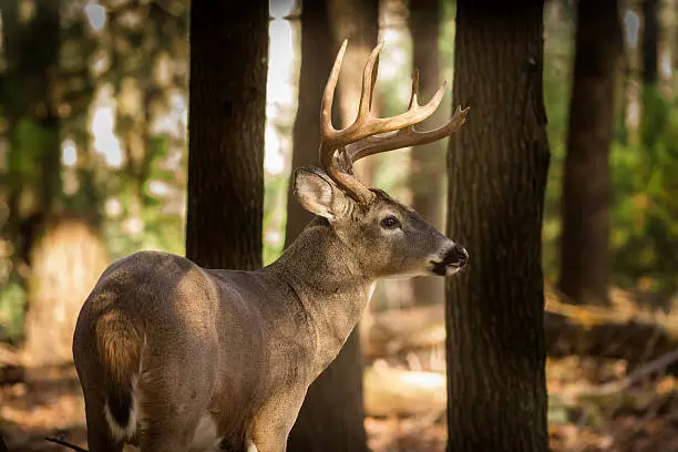 Photo of Large white-tailed deer buck in woods