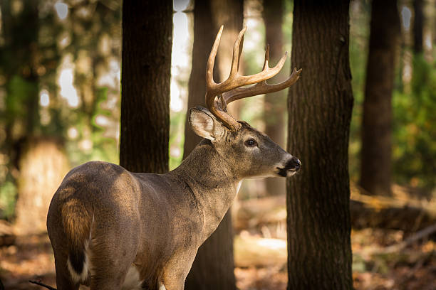 большой белохвостый олень доллар в лесу - forest deer stag male animal стоковые фото и изображения