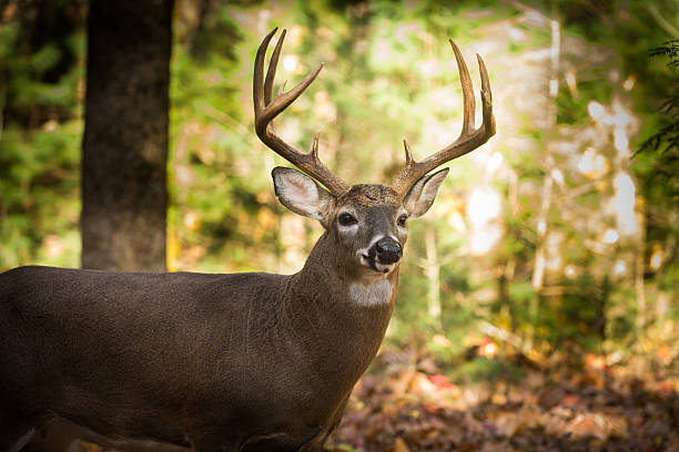 istock Large white-tailed deer buck in woods 628197284