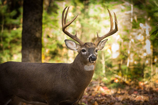 istock Large white-tailed deer buck in woods 628197302