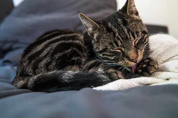 istock Tabby cat cleaning his paw with closed eyes 628197304