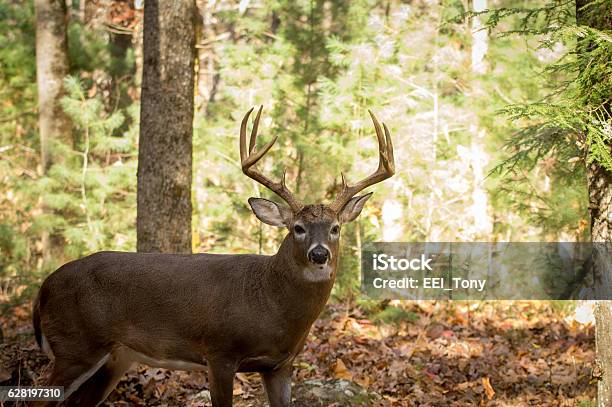 Photo libre de droit de Grand Cerf De Virginie Dans Les Bois banque d'images et plus d'images libres de droit de Libellule lydienne - Libellule lydienne, Cerf, Cerf de Virginie