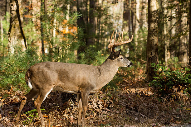 istock Large white-tailed deer buck in woods 628197352