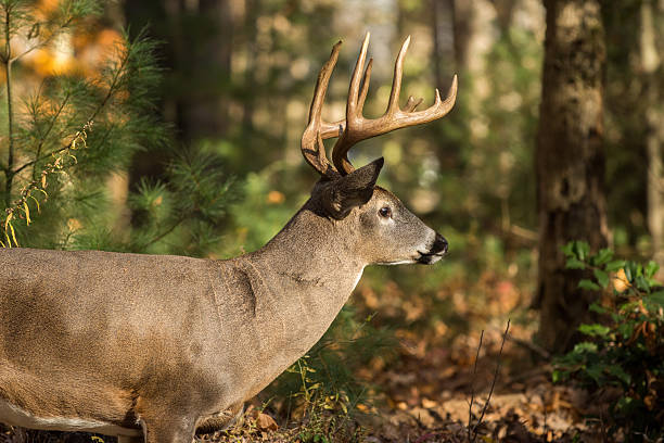 istock Large white-tailed deer buck in woods 628197386