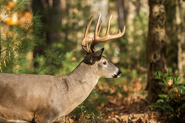 istock Large white-tailed deer buck in woods 628197434