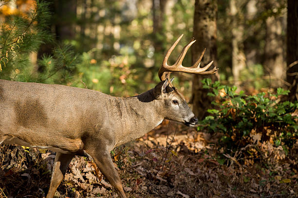 istock Large white-tailed deer buck in woods 628197486