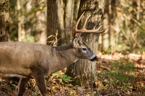 istock Large white-tailed deer buck in woods 628197508