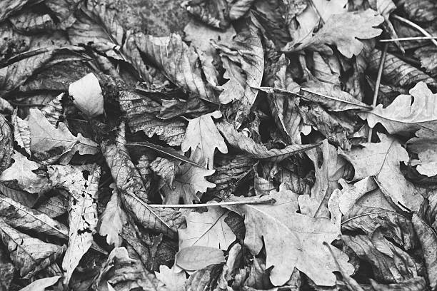 Fallen leaves of chestnut, maple, oak, acacia.  Autumn Leaves Background. Soft colors, black and white photo